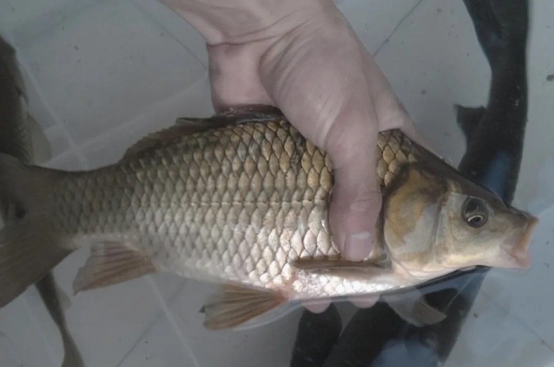 天冷时,“征服”板鲫还得用这3招,简单又实用,每次钓完特过瘾