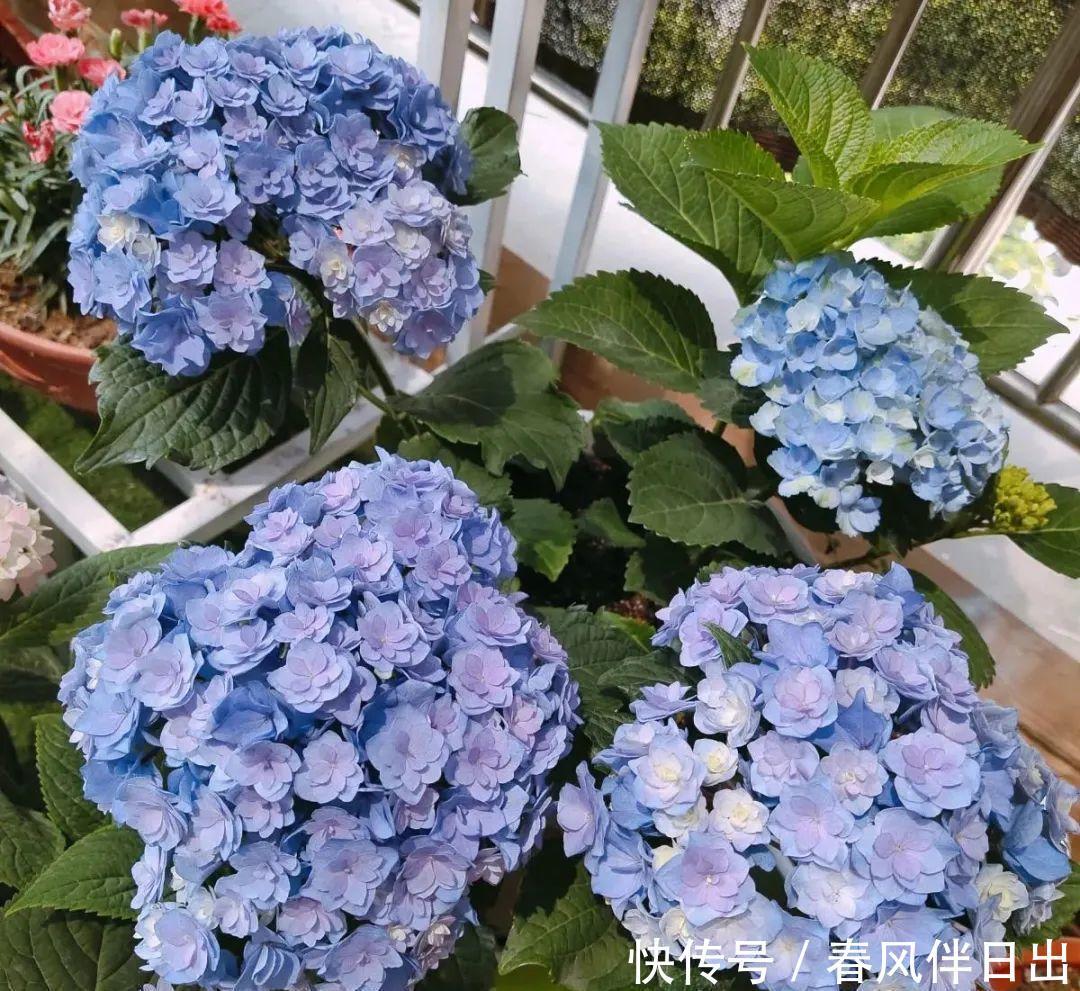 超级耐旱花,整个冬天不浇水,还能胖一圈!