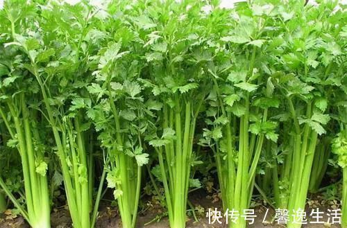 排毒养颜|女性过了40岁,推荐三种食物,清热去火,安神助眠,排毒养颜