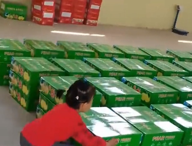 妹妹|山西一妹妹自告奋勇帮哥哥看梨,被哥哥戳穿小心思后表情亮了