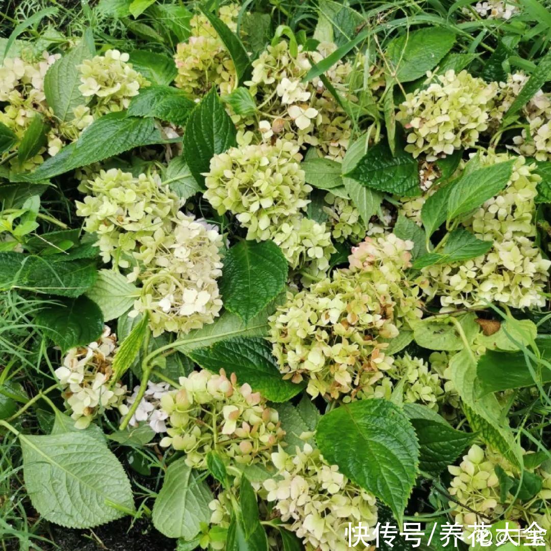 君子兰开完，会有3个“后遗症”，一定要重视