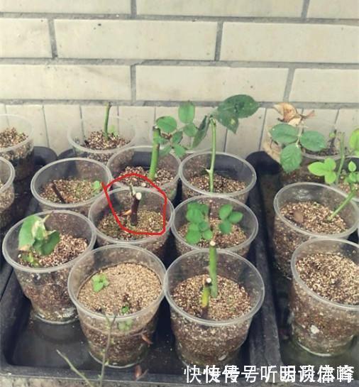 枝条|扦插月季不生根?用这捂一捂,过几天“冒白根”,变成月季大户