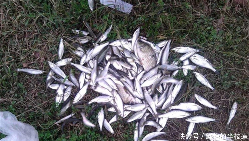 钓浮攻略:到了夏季,这些鱼经常不在水底,想要钓获最好是钓浮!