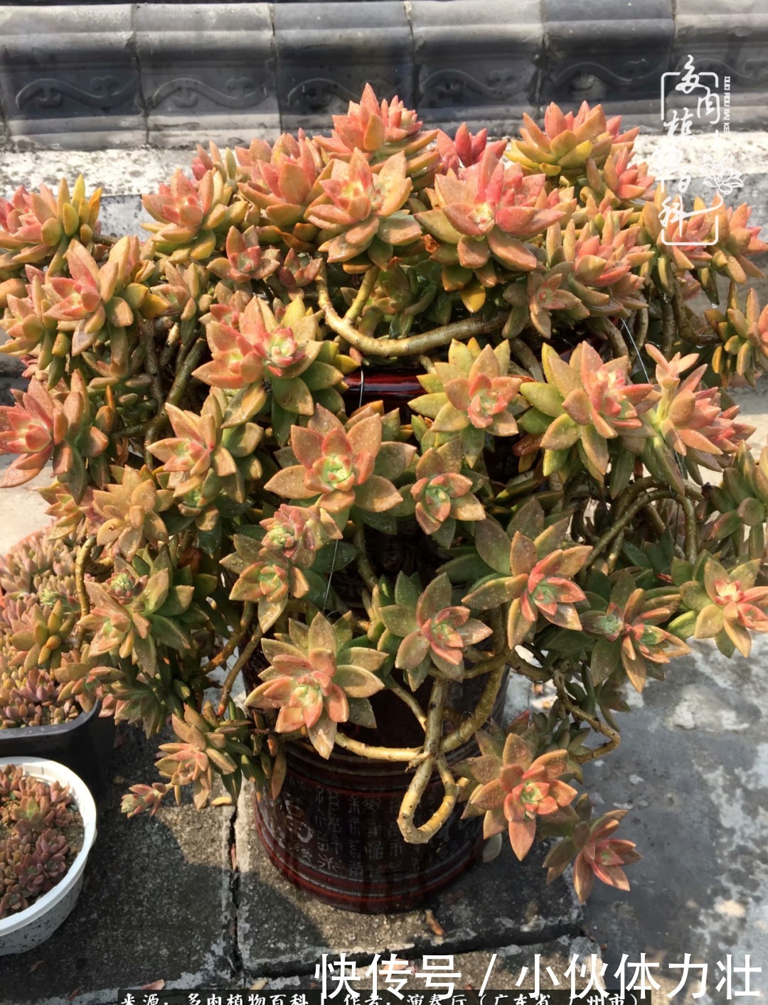 多肉植物|为肉钟情:楼顶上的多肉!