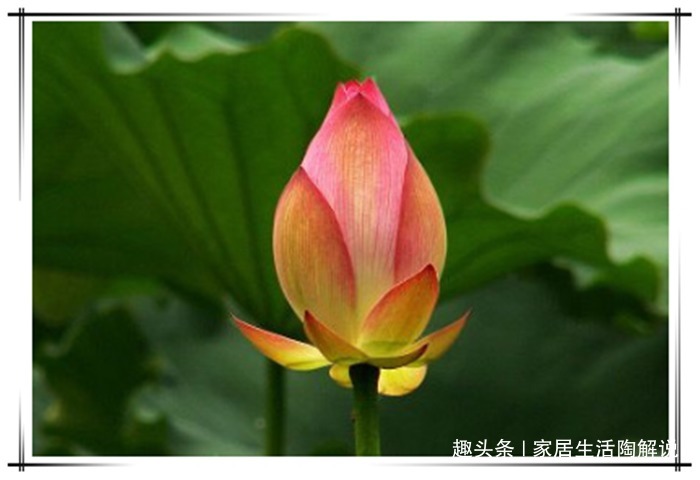 君子兰养养就发黄烂根盆里加点“料”,叶子油亮疯狂开花