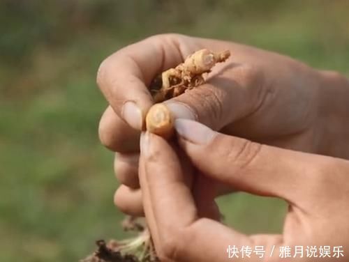 农村一种滋养肝肾的药材,妹子挖出根部直接吃,味道清甜如萝卜