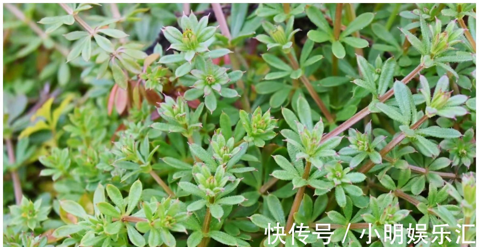 采摘|长在路边的20种杂草可以当作野菜食用,你认识几种?