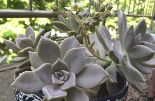 多肉,为什么自己养了一段时间就“变瘦”?原因全在这里