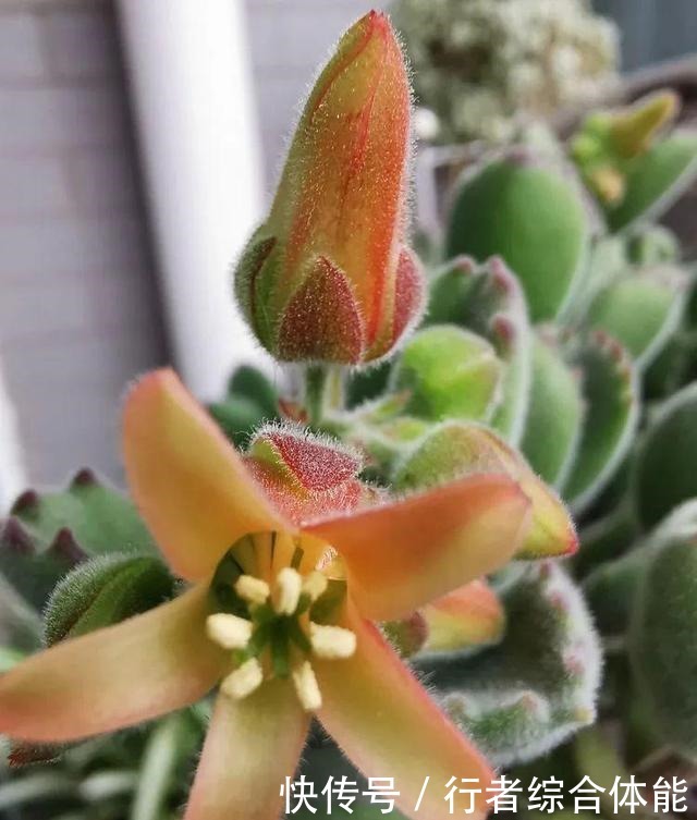 一方阳台,一方多肉,我的生活和姿态!一方阳台,一方多肉,我的生活和姿态!