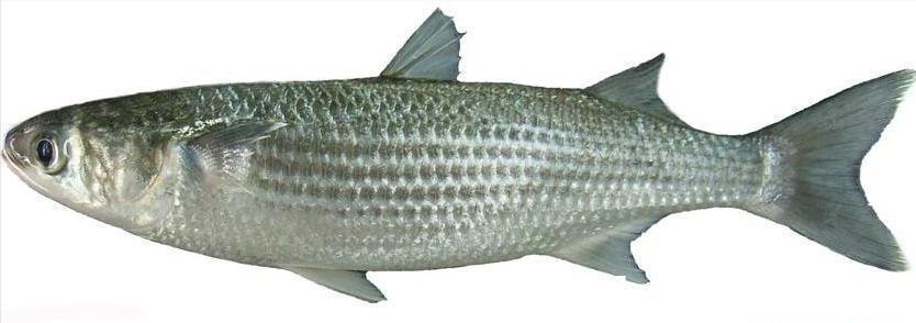 钓友|河北一男子野钓渔获蛇皮袋装，妻子却全部送邻居，网友：适当索取