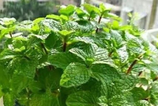 发财树|君子兰、发财树,夏天这么浇水,等着收尸吧