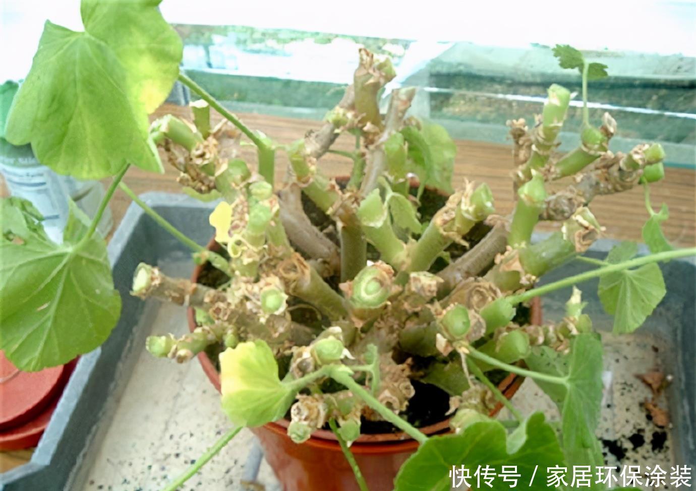 天竺葵怎样多开花?明白一些“小技巧”,开一个圆滚滚的大花球