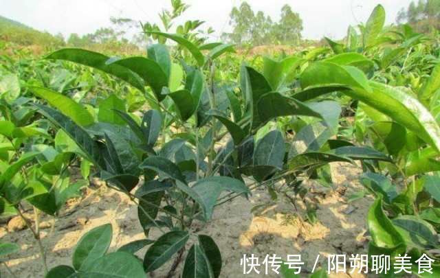 牛气|这种珍稀濒危的药材素有“南方人参”之称 它“牛气十足”