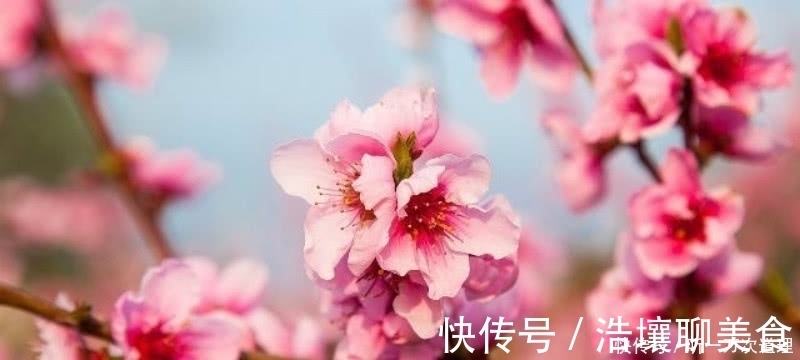 春天里$元稹的《桃花》和《菊花》，写得无比凄美，同时也很是悲伤！