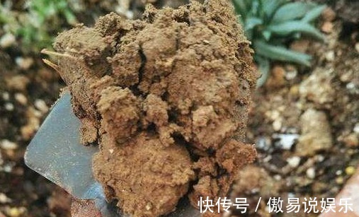 土壤|养花达人透露5种花别买!内藏“猫腻”,老板不会告诉你