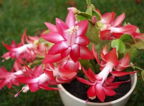  松树|养花不用买肥，捡一点松树皮、柳树皮，养啥旺啥！