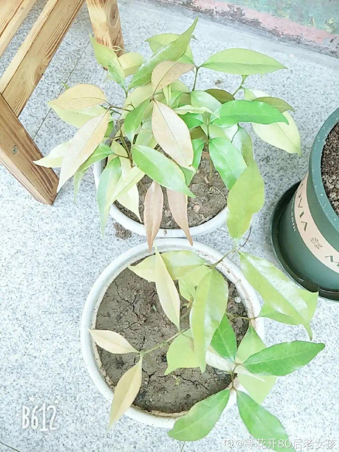 玉米棒子插盆里,7天冒出小森林,比绿萝吊兰好看