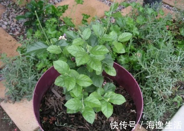 浇水|茉莉盆栽开花少，别怪人不争气，没满足这些条件，谁养都一样