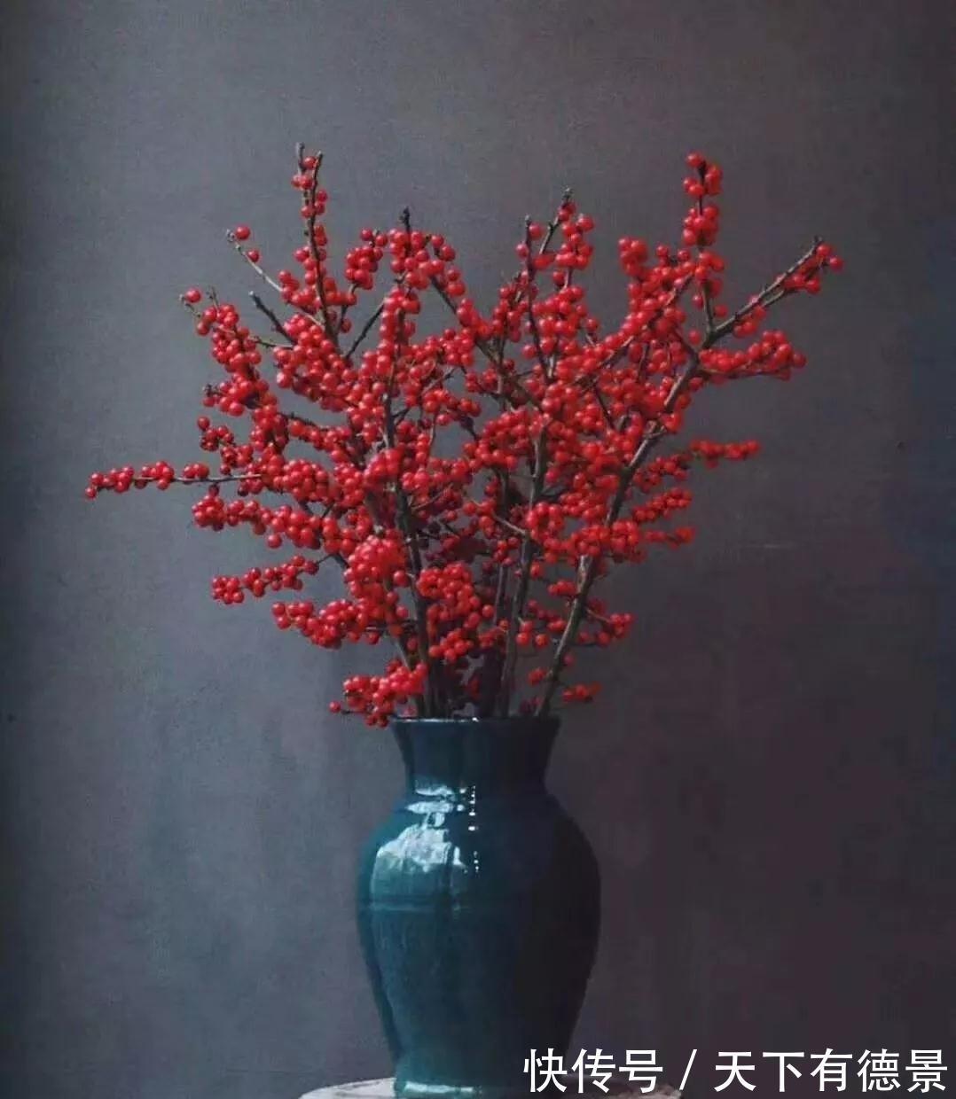 冬青|此种坚强花,专挑寒冬开,红果挂满枝,十分吉祥的年宵花
