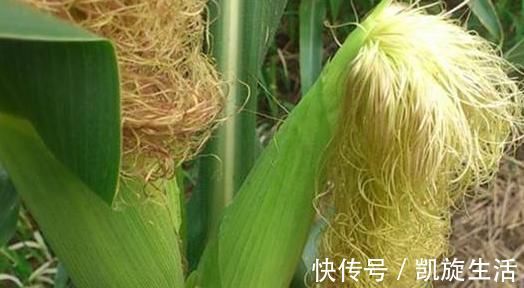 红枣|黄芪和此物是两口子，若一起食用，助你排出湿气，肝脏也会感激你