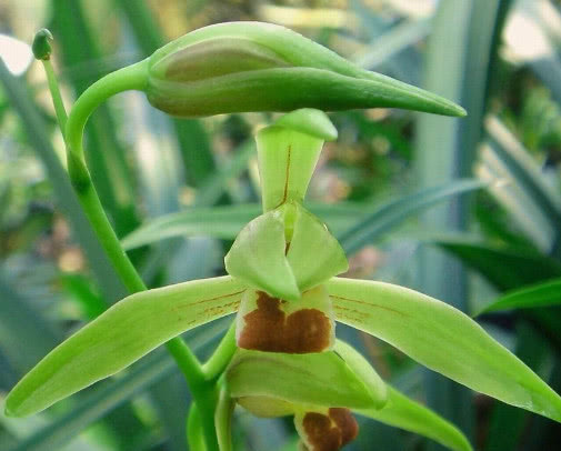 墨兰如何养护教你3个盆栽的小妙招,养出优雅清新的墨兰