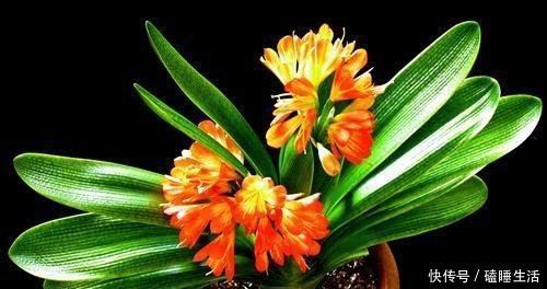 孕蕾期|君子兰夏季长不好滴上几滴“它”,一月不管长“疯”了