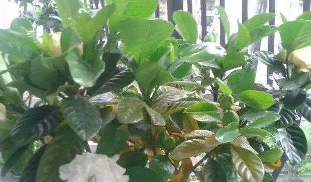 溶液|家中养花,这5毛钱的小东西别乱丢,能让花蹿到2米高,你知道了吗