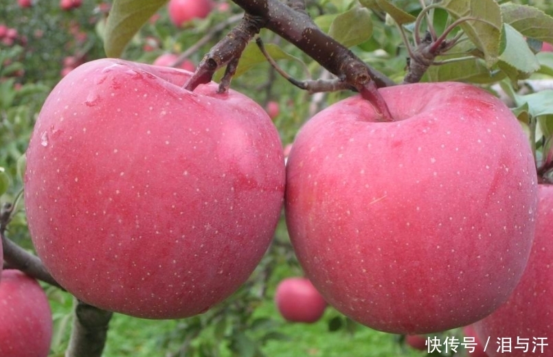 立冬后,多食苹果好处多,但不要与一物同食,却有很多人不清楚