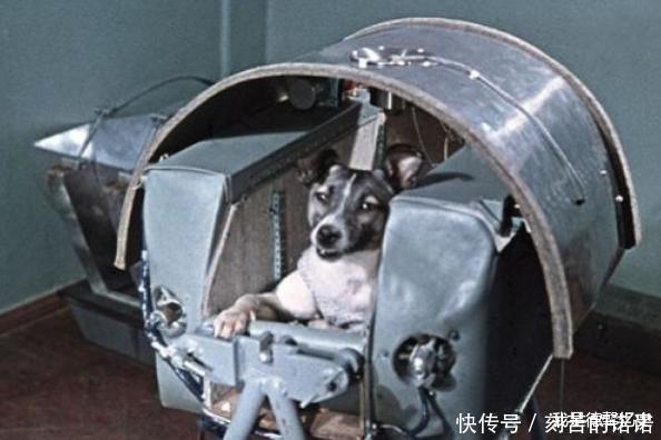 它被前苏联送上太空,被称之为第一只天空狗,后来怎么样了