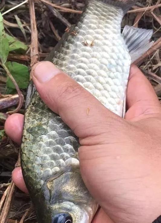 “野战蓝鲫+米饭”让你冬钓鲫不断上鱼!再不担心鱼获!