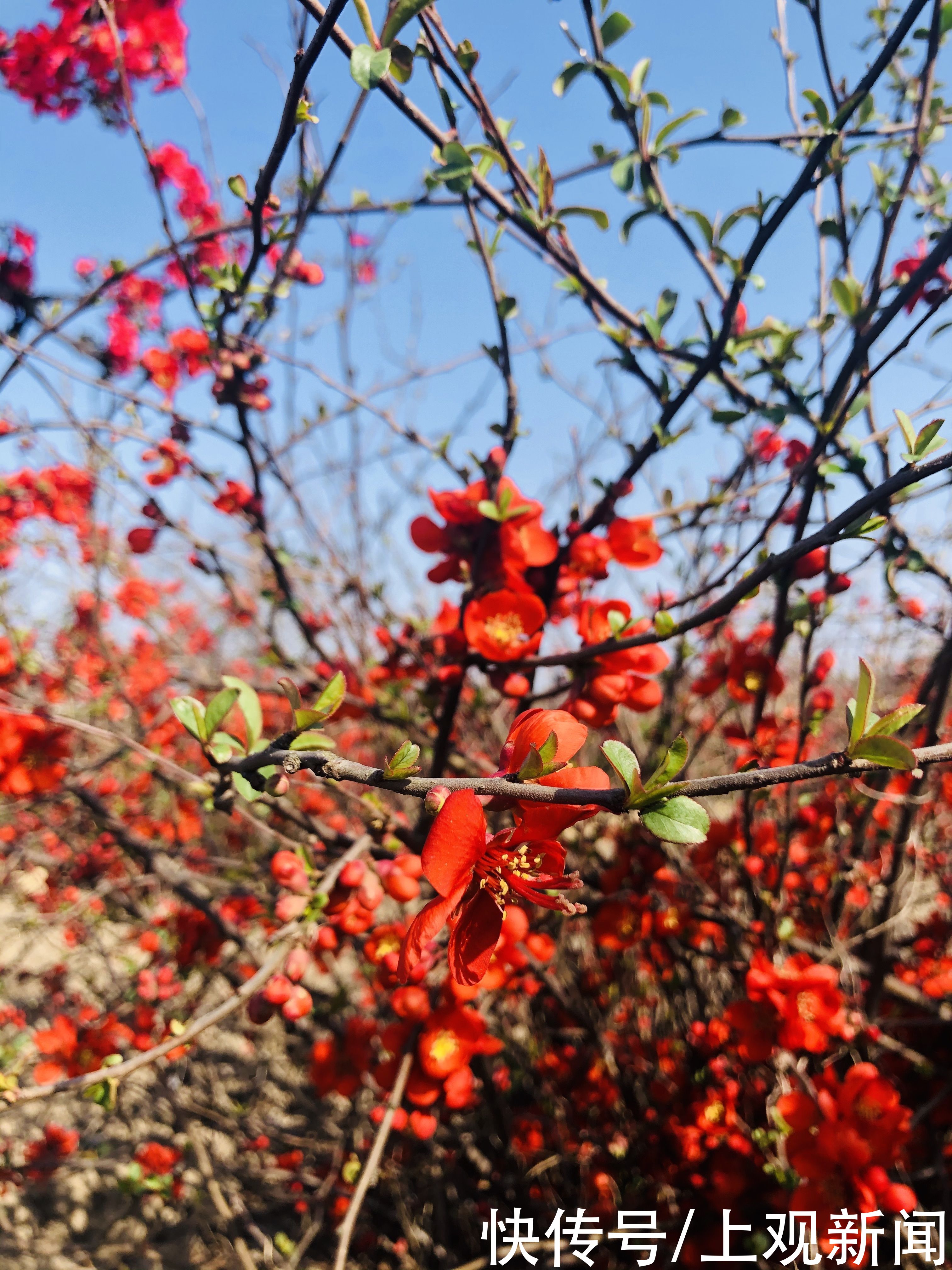 春暖花开，松江这里活该这么美