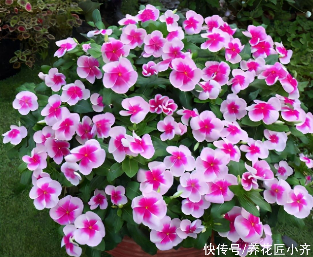 夏季养花选5种，它们喜欢“大太阳”，越晒花开越多，新手别犹豫