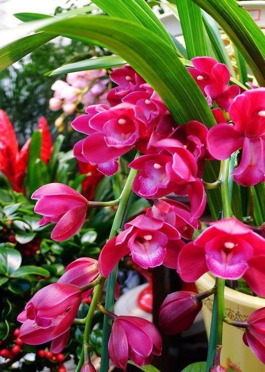  易爆|4种漂亮花，花色繁多易爆盆，娇艳欲滴好迷人