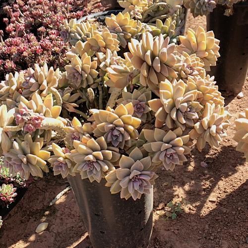 养10年的“淡雪”老桩，一直不换盆，如今长成高攀不起的样子