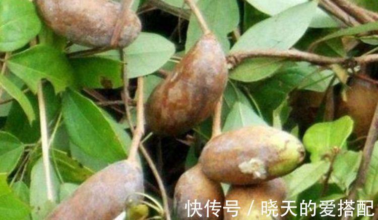 玉米|以前农民看不上眼的它,现在不种玉米专种它,一年净赚十多万!