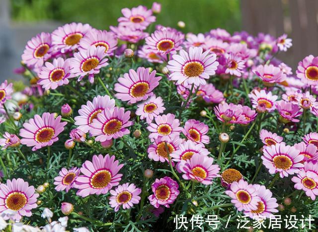 开花性能|养花久的人都知道,这三种花别买老桩,因为越老开花越少