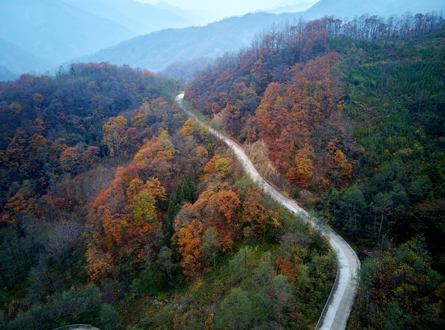 徐塘|平武有座山红透了！山上这条云端上的彩林公路秋色如画