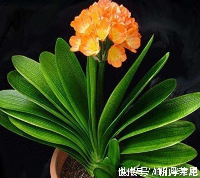 家家|这些食物，每个月给君子兰“喂”一点，叶片绿，根系壮！