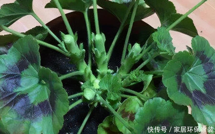 天竺葵怎样多开花?明白一些“小技巧”,开一个圆滚滚的大花球