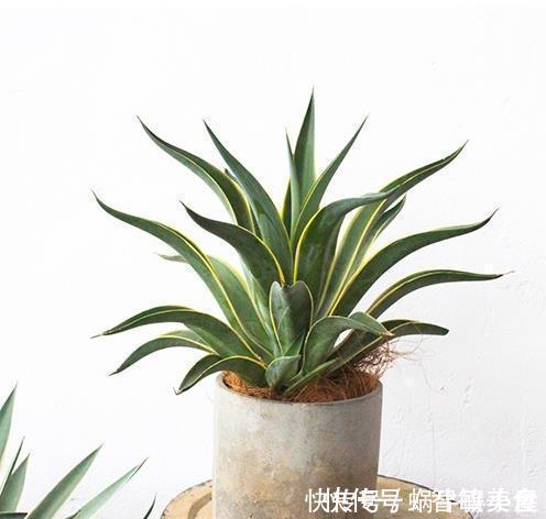 客厅里养这6种植物，好养活、好打理、寿命很长、寓意还特别好