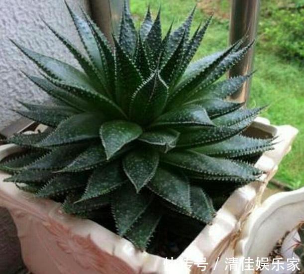 花卉|夏季养花,首选这些不怕晒,不怕旱的花卉,养着省心、看着养眼