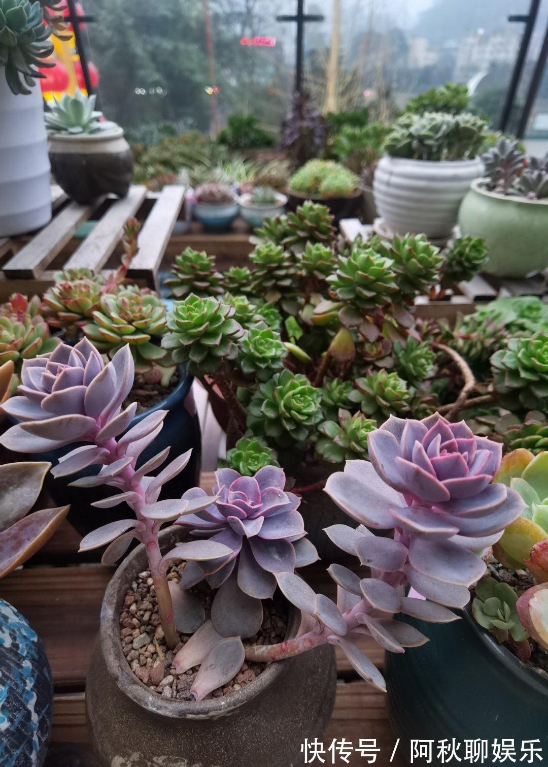 曾经红极一时的“三多肉”,如今“沦为赠品”,还被不少人嫌弃