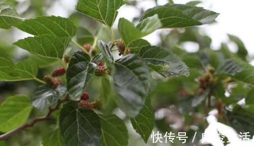 血糖水平|糖尿病的“祸端”已揪出，并非甜食，强调三类食物快拉入黑名单