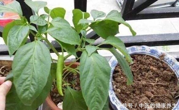 阳台养一盆辣椒，好养又漂亮，一个小技巧，一棵能结10斤！