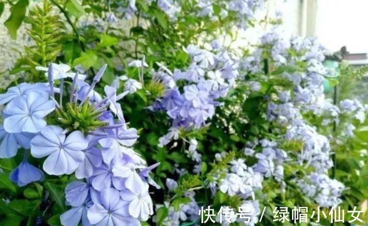 4种福运花，自带福气好养活，养在哪里都爆盆，好运到来