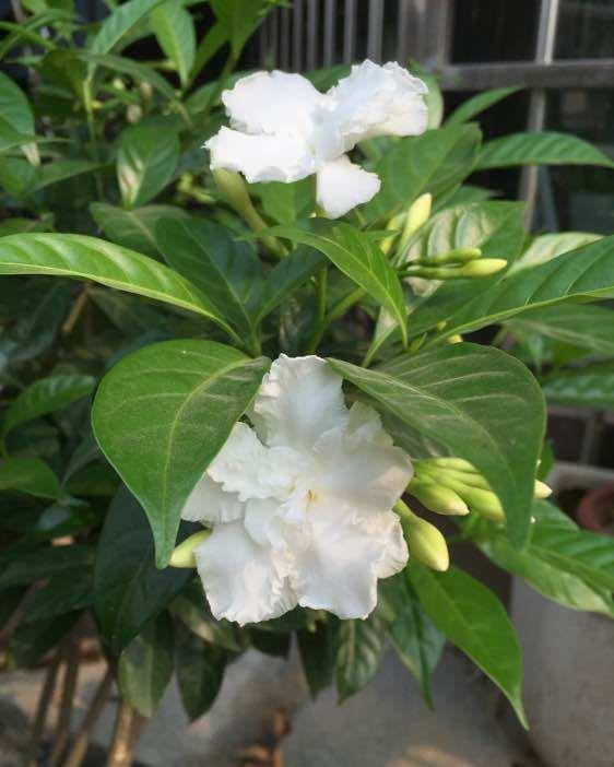 4种花好养易活,开花多,一开就停不下来,家里开成花海