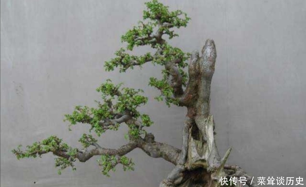 素材|野外5种常见的树，制作成盆景，美观大方，观赏价值高