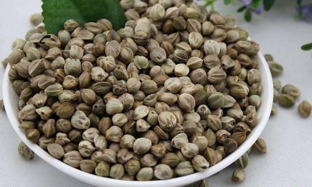 橡皮树|君子兰肥到流油,长寿花开不断,原来他用了这个小方法!