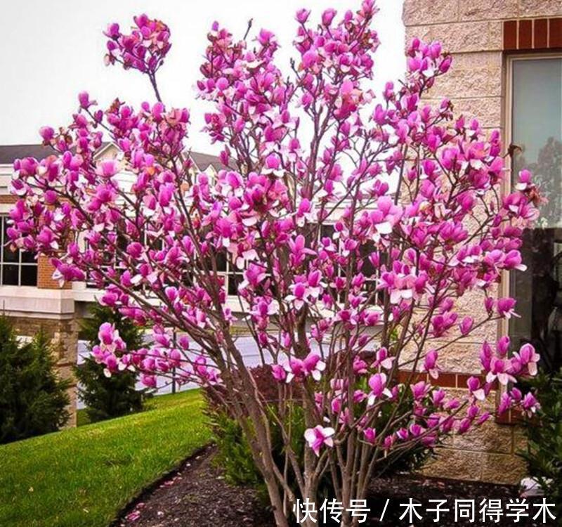 花树|4种“富贵花”,越养越值钱,价值上万元,能换很多“养老钱”