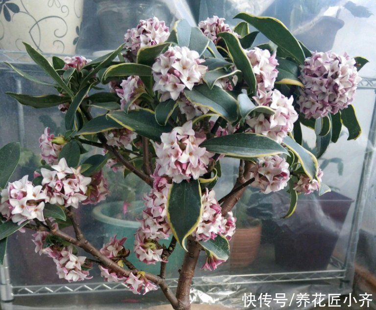 养金边瑞香避开“4个坑”，不然花苞没打开就干枯，想赏花就难了